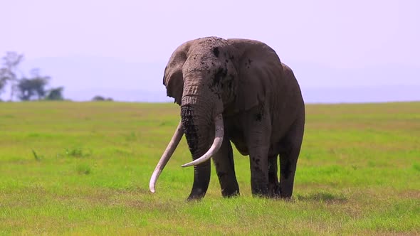 Famous Amboseli National Park Elephant "Tim" with enormous ivory tusks