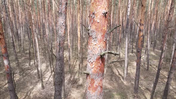 Trees in a Pine Forest During the Day Aerial View