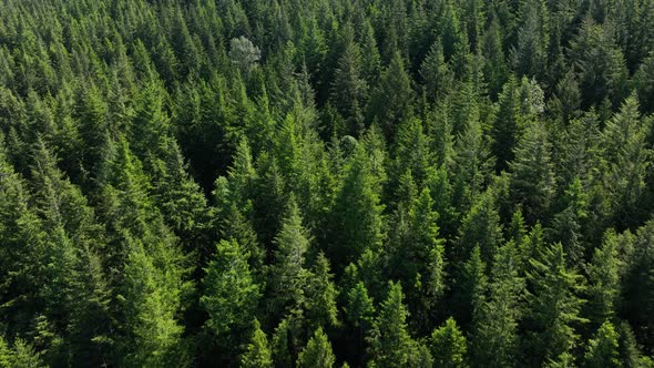 Overhead aerial shot of a lush green forest in Washington State.