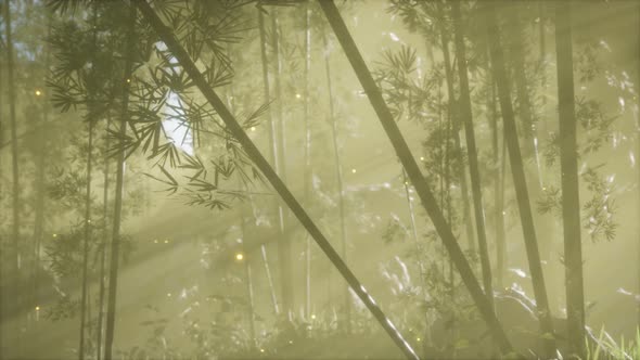 Asian Bamboo Forest with Morning Fog Weather