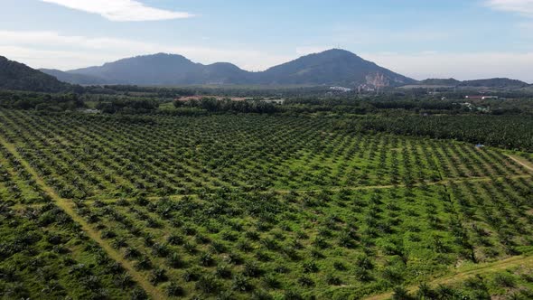 Aerial fly over small and youth green oil palm