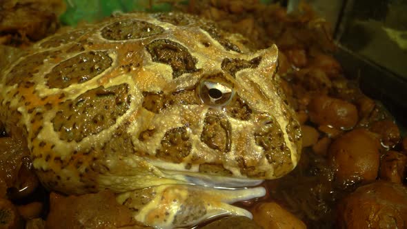 Argentine Horned Frog or Pac-man Frog - Ceratophrys Ornata. Close Up. Macro Shot
