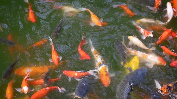 Goldfish Swim In The Pond