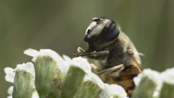 Hoverfly Close Up