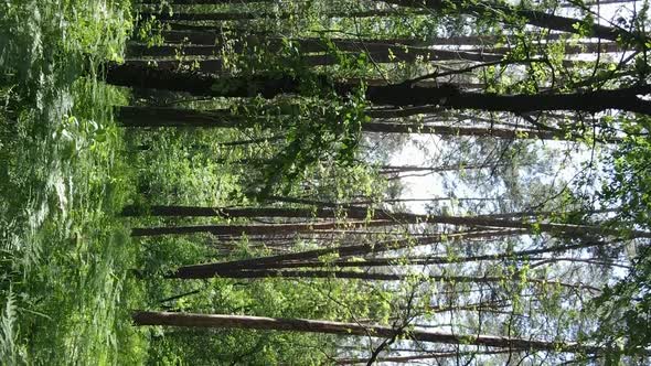 Vertical Video Aerial View Inside a Green Forest with Trees in Summer