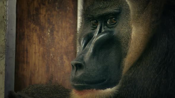 Monkey In Enclosure Looking Sad