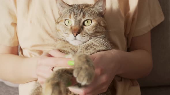 Woman Playing with Her Cute Ginger Cat