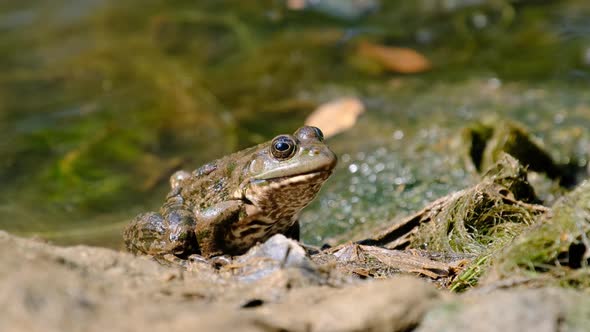 Frog Sits on the Shore By the River Extreme Close Up Portrait of Toad