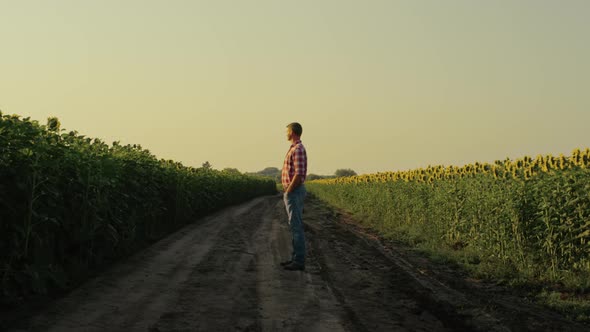 Farmer Watching Sunflower Field in Evening Sunlight