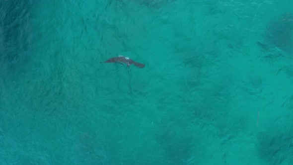 Single majestic black manta ray barrel rolling in blue sea, feeding behavior