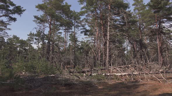 Dry Forest Before Wildfire Starts