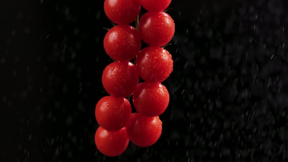 Red Ripe Tomatoes Cluster in Super Slow Motion Watering By Droplets