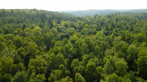 Drone flying above dense forest. Aerial orbit with treetops