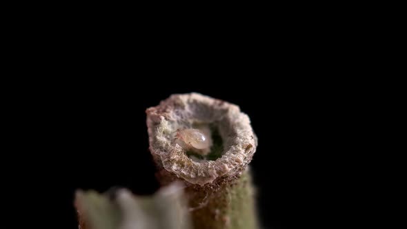 Flour mite (akari) Acarus sp. crawling on a green pedicel on tomato, family Acaridae