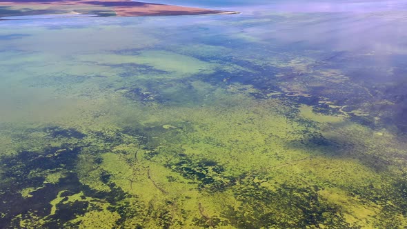 Beautiful flight in summer over a green lake. Green algae. Salt Lake.