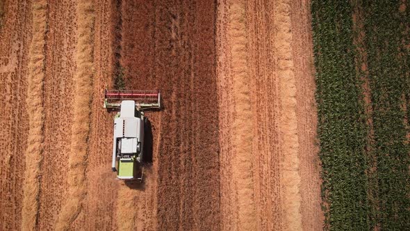 Combine harvester blades cutting and collecting dry wheat spikes on field