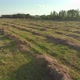 Agricultural Field with Freshly Cut Grass Collected in Smooth Parallel Lines - VideoHive Item for Sale