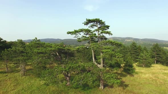 Aerial Tree Overview