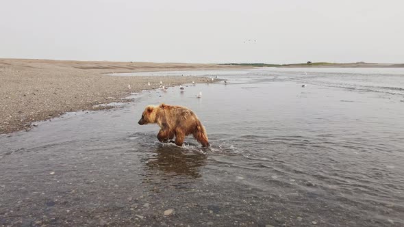 Drone View of a Brown Bear Walking Along the Sea in Kamchatka