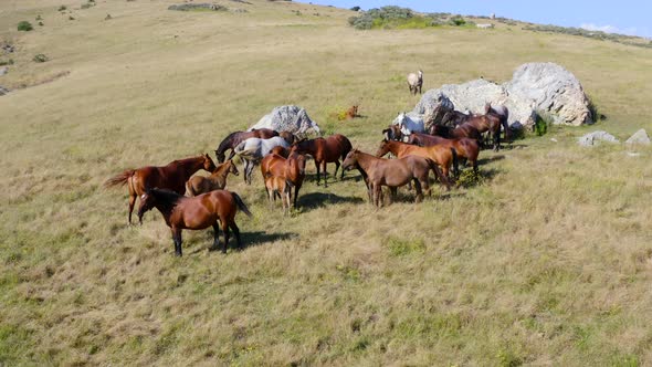 Forward Aerial Pan Slow Tilt Down Shot of Wild Horses on a Hill on a Sunny Day