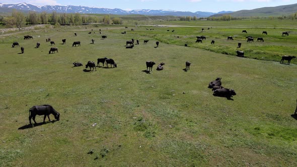 buffaloes meadows cows