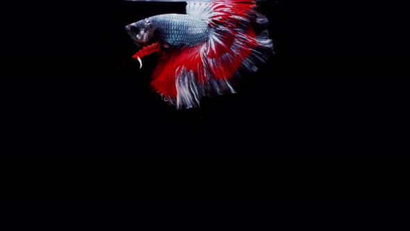 Siamese fighting fish (Betta splendens)