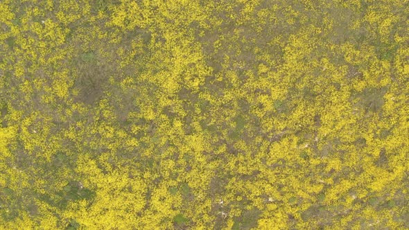 Above Basket of gold Alyssum Aurinia saxatilis flower 4K aerial footage