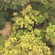 Aerial Bird View Flying Up Over Beautiful Temperate Coniferous Forest Moving Over Top of Trees - VideoHive Item for Sale