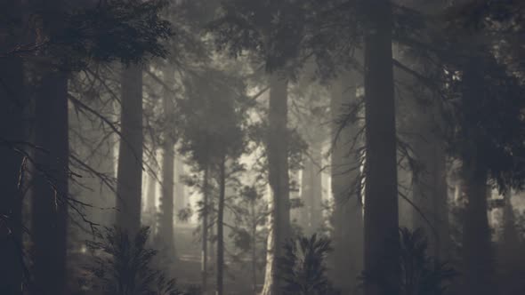 Black Tree Trunk in a Dark Pine Tree Forest