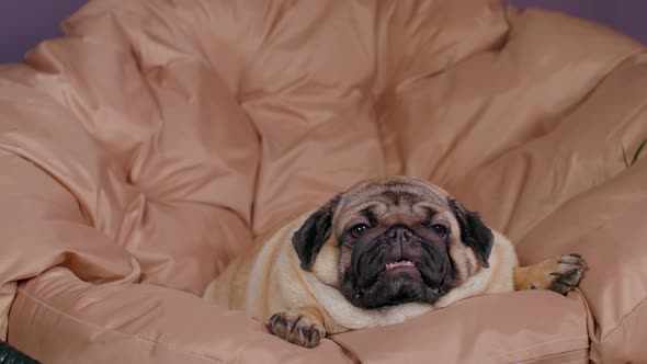 Close Up of Cute Pug Lying on Armchair and Breathing with Her Mouth Open