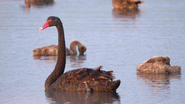 Black Swan and Swanlings Swimming Behind, Close Up