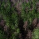 Wild Forest  - VideoHive Item for Sale