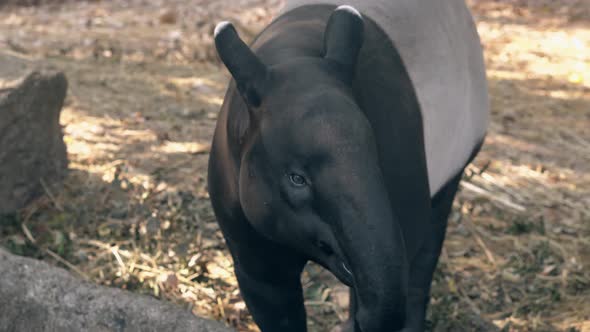 Funny Black and Gray Tapir Takes Banana Pinned on Stick