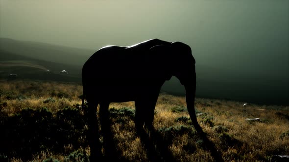 Old African Elephant Walking in Savannah Against Sunset