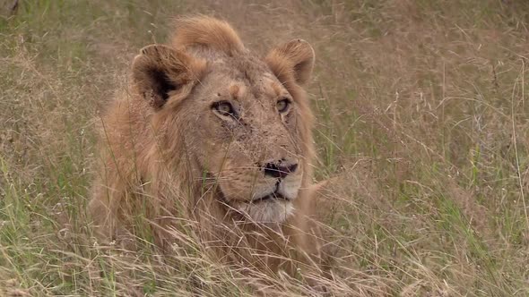 Close-up of a male lion staring intently from the long grass on a windy day.