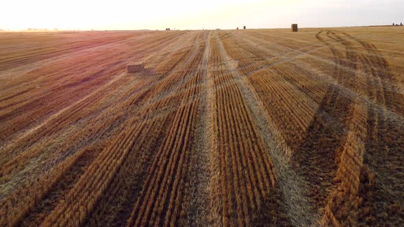 Aerial Drone View Flight Over Stalks of Mown Wheat in Wheat Field