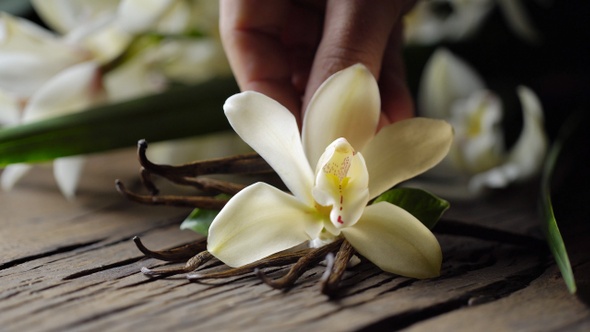 Vanilla flower with vanilla sticks.