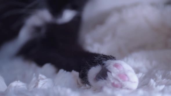 Content cute black and white kitten grooming