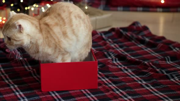 Cat Climbs Into Box From Present Against the Background of Decorated Christmas Tree with Lights and alt