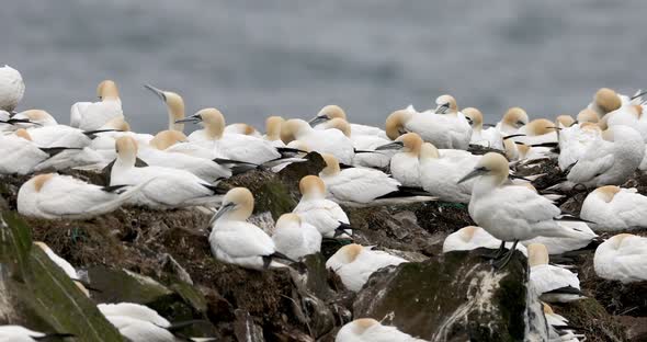 Colony of Northern Gannets Sunbathing Faroe Island