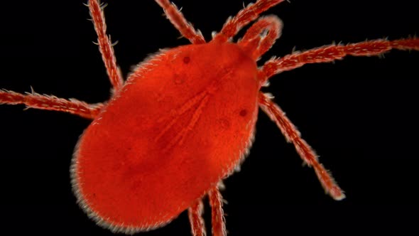 Red Mite Under the Microscope