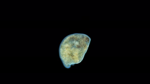 Turbellaria Flatworm Under the Microscope Platyhelminthes Phylum Order Rhabdocoela