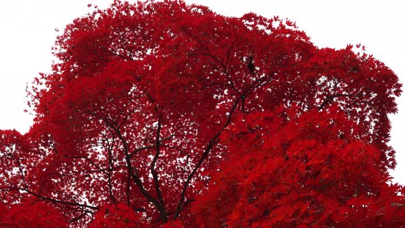 Autumn red leaves tree close up