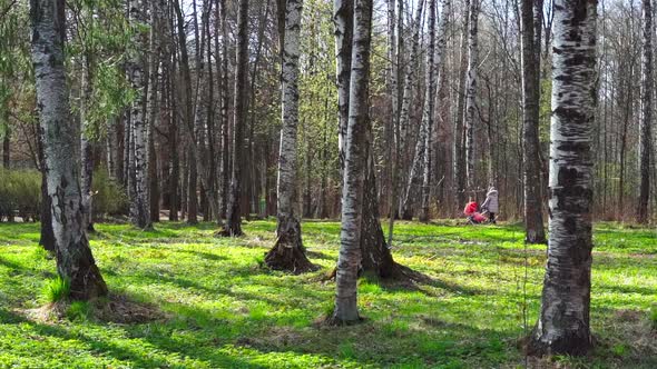 A Young Mother Walks with a Baby Stroller in Birch Grove on Green Grass in a Natural Park in Sunny