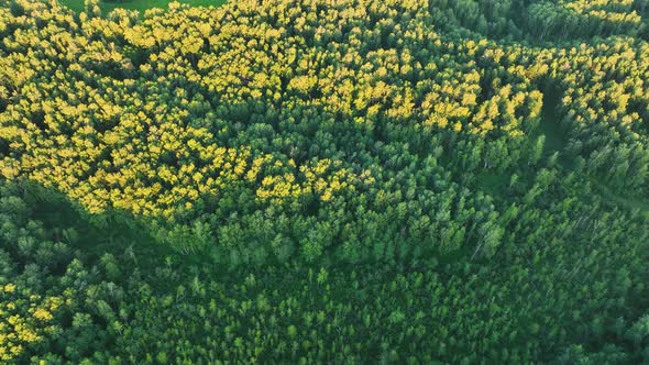 Flight over dark green forest in summer. Birch Grove. Aerial view