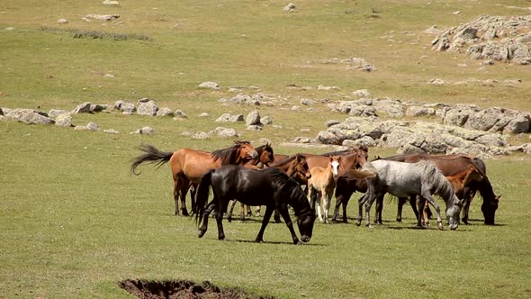 Horses roaming in nature.