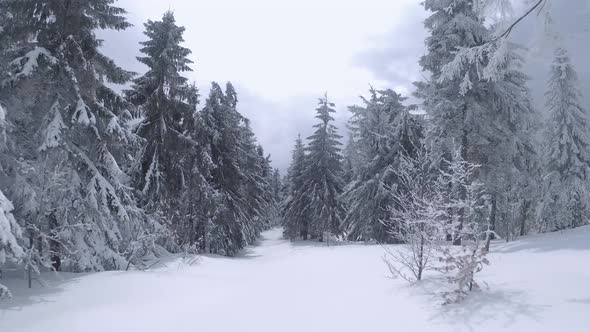 Aerial View of a Fabulous Winter Mountain Landscape Close to Tree Branches