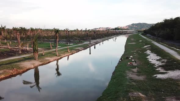 Fly over the river with goats and oil palm tree