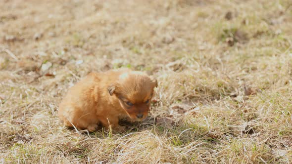 Puppy Sitting on the Lawn