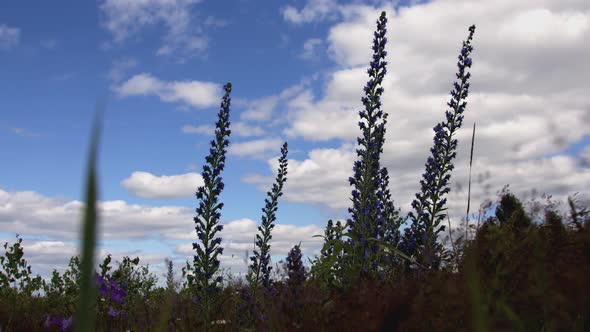 Beautiful Heather Grass Sways in the Wind Against the Sky